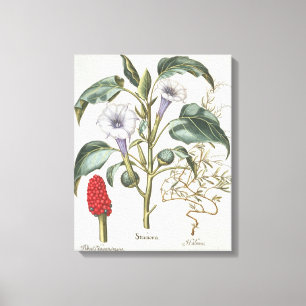 Thorn Apple von der 'Hortus Eystettensis' von Bas Leinwanddruck