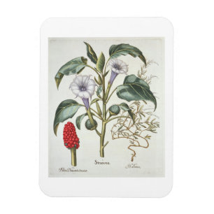 Thorn Apple von der 'Hortus Eystettensis' von Bas Magnet