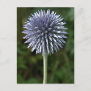 Thornbush Thistle Postcard Postkarte