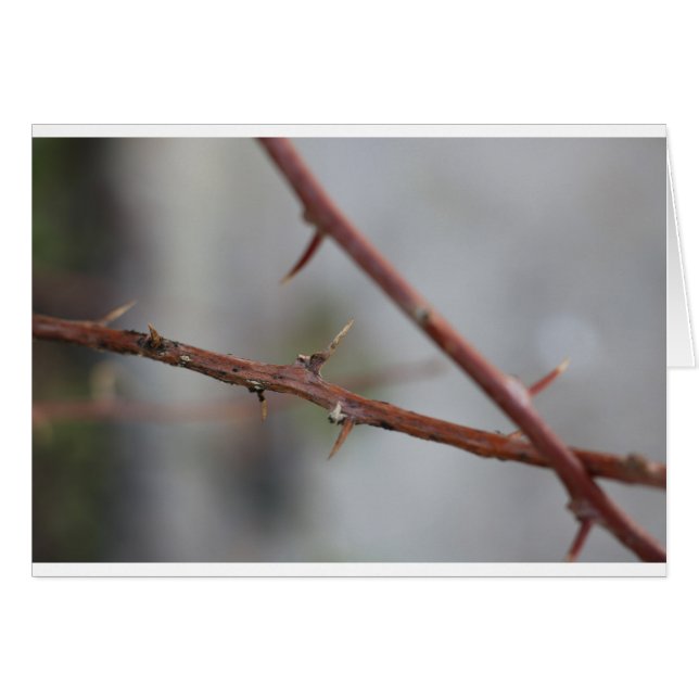 Thorns (Vorderseite (Horizontal))