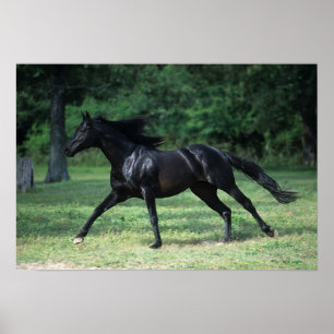 Thoroughbred-Betrieb Poster