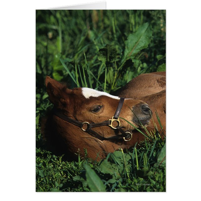 Thoroughbred Foal Lying Down (Vorne)