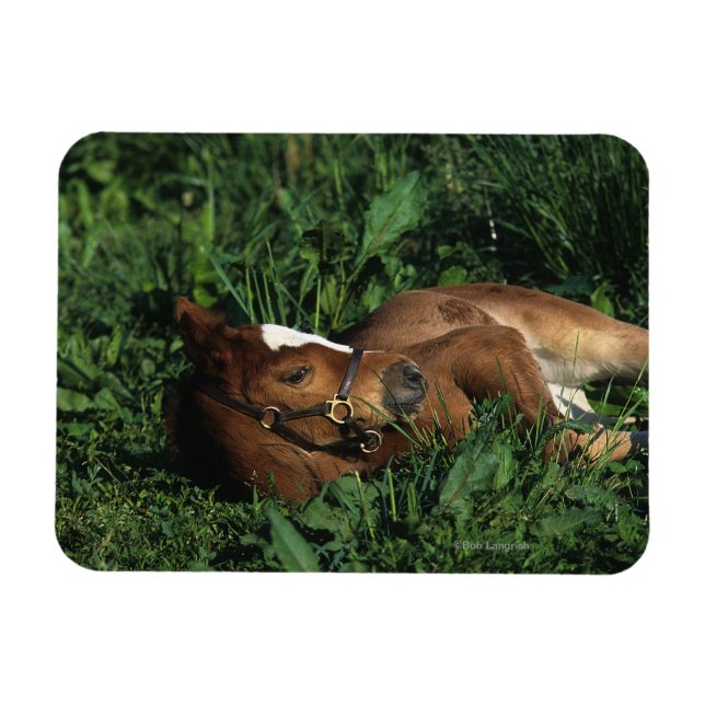 Thoroughbred Foal Lying Down Magnet (Horizontal)