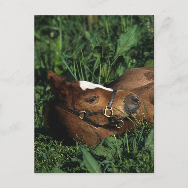 Thoroughbred Foal Lying Down Postkarte (Vorderseite)