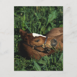 Thoroughbred Foal Lying Down Postkarte