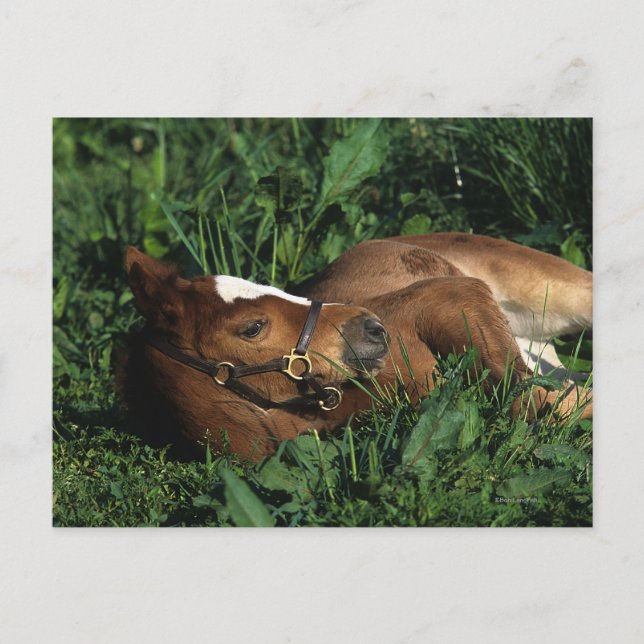 Thoroughbred Foal Lying Down Postkarte (Vorderseite)