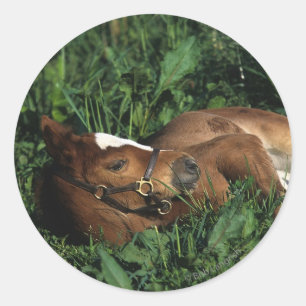 Thoroughbred Foal Lying Down Runder Aufkleber