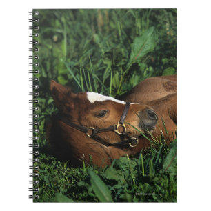 Thoroughbred-Fohlen, das sich hinlegt Notizblock