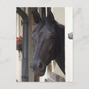 Thoroughbred Friesian Cross Postcard Postkarte