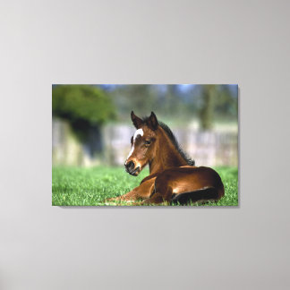 Thoroughbred Horse, Irland Leinwanddruck