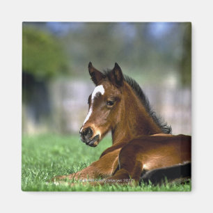 Thoroughbred Horse, Irland Magnet