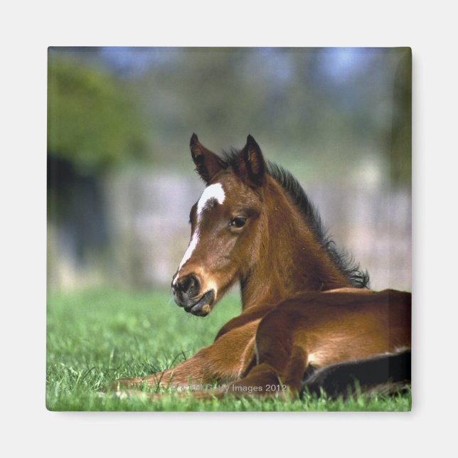 Thoroughbred Horse, Irland Magnet (Vorne)
