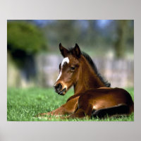 Thoroughbred Horse, Irland
