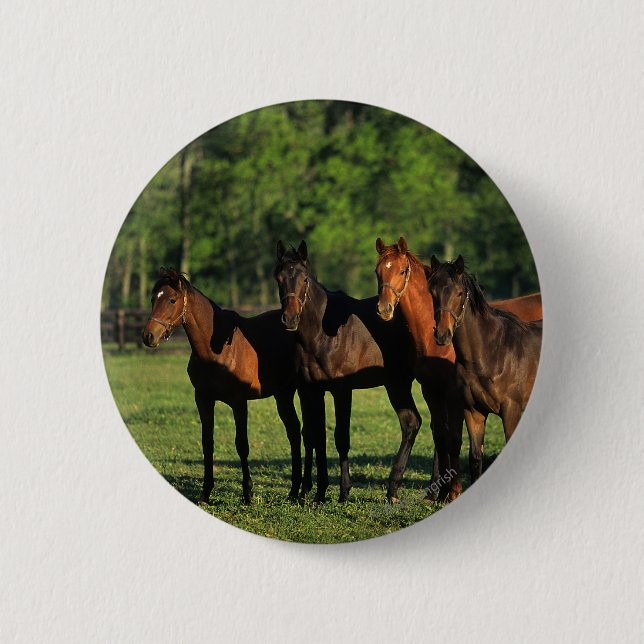 Thoroughbred-Jährlinge Button (Vorderseite)