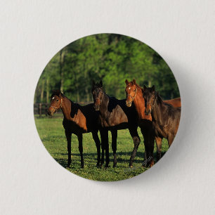 Thoroughbred-Jährlinge Button