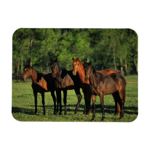 Thoroughbred-Jährlinge Magnet