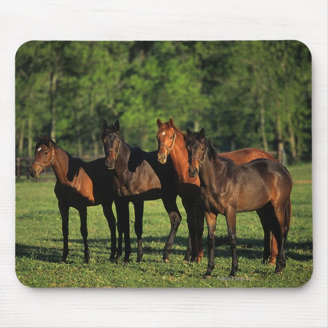 Thoroughbred-Jährlinge Mousepad (Vorne)