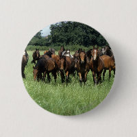 Thoroughbred-Knaben