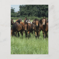 Thoroughbred-Knaben