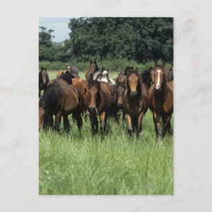 Thoroughbred-Knaben Postkarte