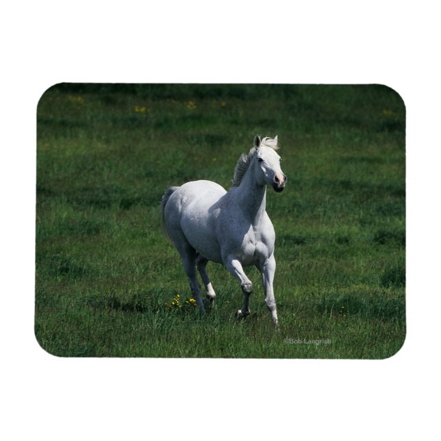 Thoroughbred Mare Magnet (Horizontal)