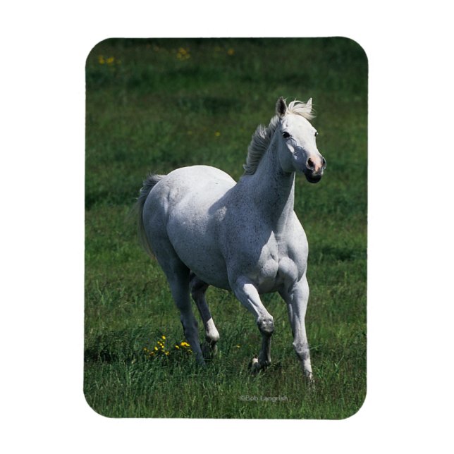 Thoroughbred Mare Magnet (Vertikal)