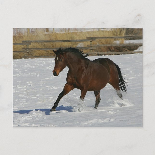 Thoroughbred-Pferd, das in den Schnee läuft Postkarte (Vorderseite)