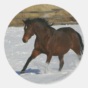 Thoroughbred-Pferd, das in den Schnee läuft Runder Aufkleber