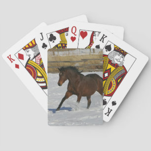 Thoroughbred-Pferd, das in den Schnee läuft Spielkarten