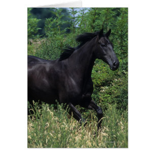 Thoroughbred-Pferd, das in Gras läuft