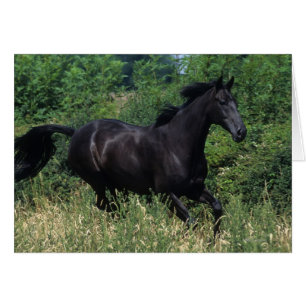 Thoroughbred-Pferd, das in Gras läuft