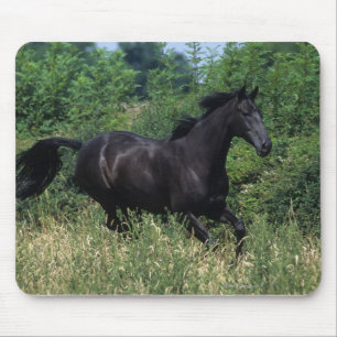 Thoroughbred-Pferd, das in Gras läuft Mousepad