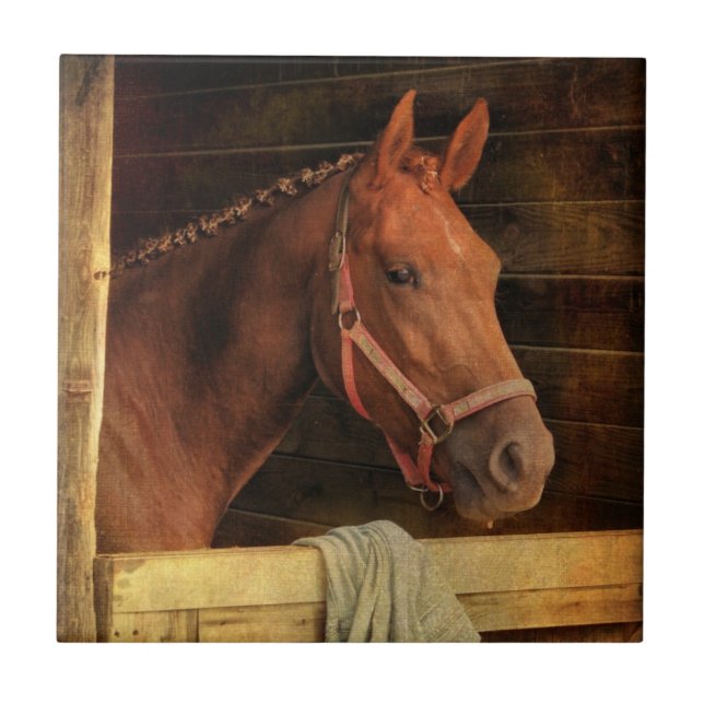 Thoroughbred-Pferd Fliese (Vorderseite)