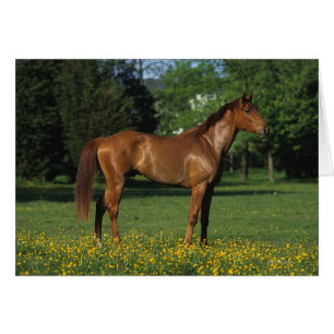 Thoroughbred-Pferd in den Blumen