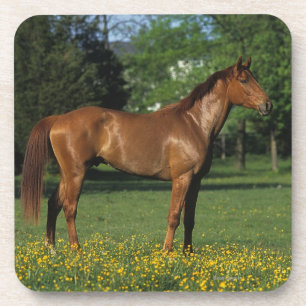 Thoroughbred-Pferd in den Blumen Untersetzer