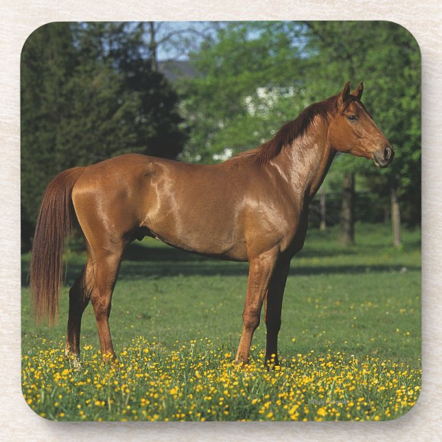 Thoroughbred-Pferd in den Blumen Untersetzer (Vorderseite)