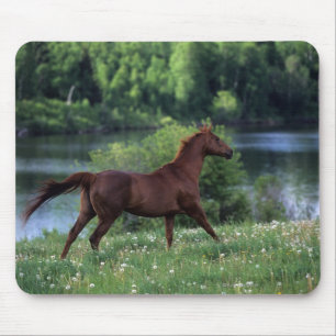 Thoroughbred-Pferd stehend in den Blumen Mousepad