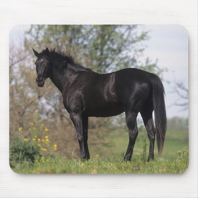 Thoroughbred-Pferd stehend Mousepad (Vorne)
