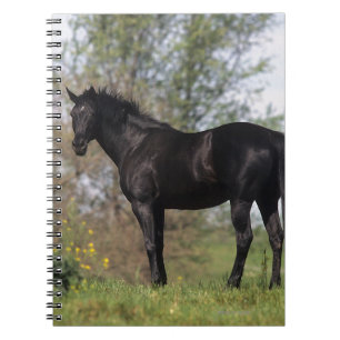 Thoroughbred-Pferd stehend Notizblock