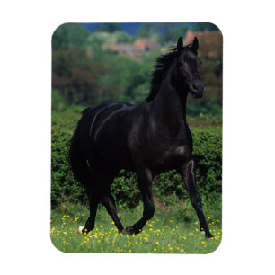 Thoroughbred-Pferde auf dem Blumen-Gebiet Magnet