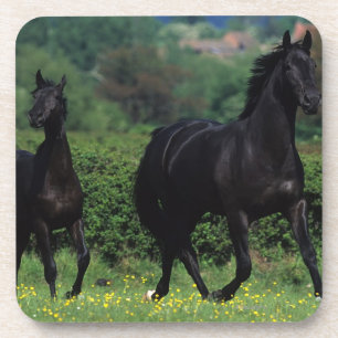 Thoroughbred-Pferde auf dem Blumen-Gebiet Untersetzer