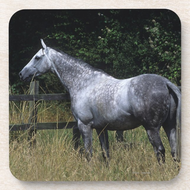 Thoroughbred-Pferdebereitstehender Zaun Getränkeuntersetzer (Vorderseite)