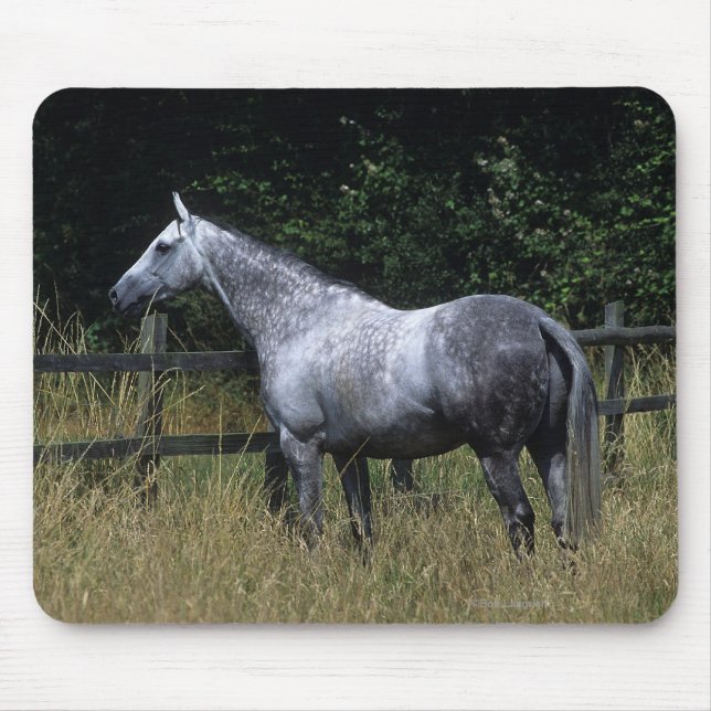 Thoroughbred-Pferdebereitstehender Zaun Mousepad (Vorne)