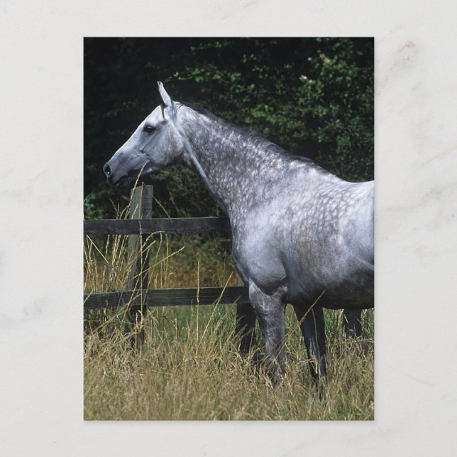 Thoroughbred-Pferdebereitstehender Zaun Postkarte (Vorderseite)