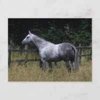 Thoroughbred-Pferdebereitstehender Zaun