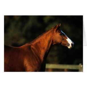 Thoroughbred-PferdeHeadshot
