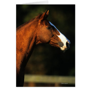 Thoroughbred-PferdeHeadshot