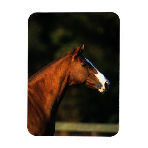 Thoroughbred-PferdeHeadshot Magnet