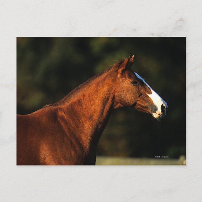 Thoroughbred-PferdeHeadshot Postkarte (Vorderseite)