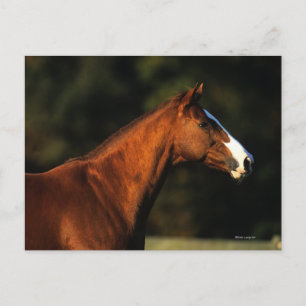 Thoroughbred-PferdeHeadshot Postkarte